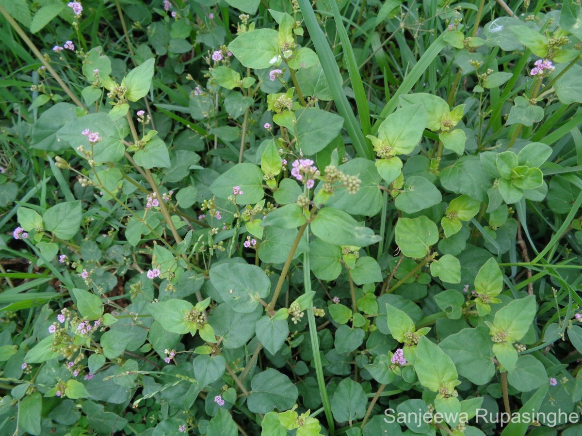 Boerhavia diffusa L.